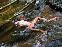 June 9: A frog with chytridiomycosis.