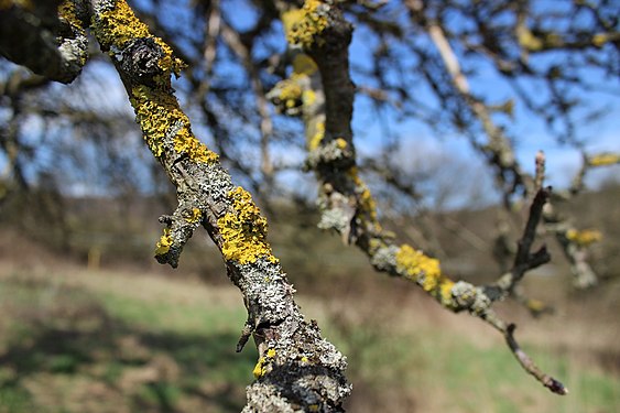 Lichen on an apple tree