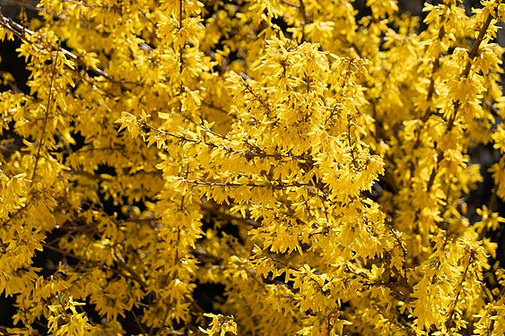 Forsythia