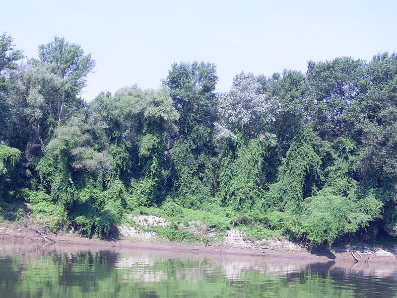 File:SSA41349tisza.JPG