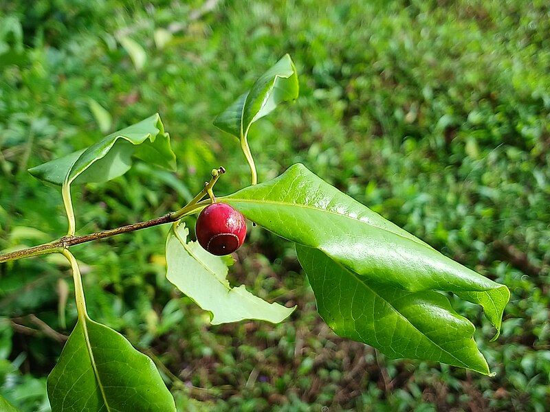 File:Santalum album 5.jpg