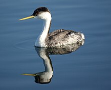 Western Grebe (4240606836).jpg