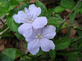 Wild Petunia (Ruellia)