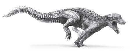 February 4: The small dinosaur Araripesuchus wegeneri.