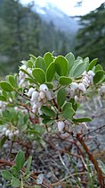 Arctostaphylos nevadensis in Icicle Canyon, Chelan County Washington