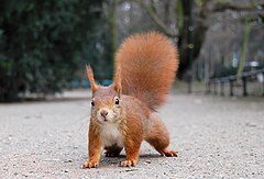 Üçüncü yer: Red Squirrel with pronounced winter ear tufts in the Hofgarten in Düsseldorf Ray eye (CC-BY-SA-2.0-DE)