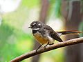 * Nomination Grey fantail Benjamint 09:39, 11 December 2007 (UTC) * Promotion A bit oversharpened but QI for me. --LucaG 20:08, 12 December 2007 (UTC)