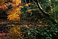 Autumn leaves arch over a pond outside Kiyomizudera