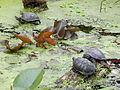 Deutsch: Europäische Sumpfschildkröten (Emys orbicularis) im Flamingogehege des Tierparks Bochum. English: European pond turtles (Emys orbicularis) in the flamingo pen of the Tierpark Bochum, Germany.   This file was uploaded with Commonist.