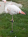 Deutsch: Rosaflamingo (Phoenicopterus roseus) im Tierpark Bochum. English: Greater flamingo (Phoenicopterus roseus) in the Tierpark Bochum, Germany.   This file was uploaded with Commonist.