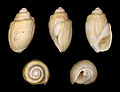 * Nomination Shell of a Miocene gastropod, Melanopsis fossilis --Llez 11:37, 16 January 2012 (UTC) * Promotion OK for QI, I think. --NorbertNagel 19:03, 16 January 2012 (UTC)