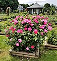 "Mills-Rose-Garden-2018-06b.jpg" by User:DASonnenfeld