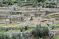 * Nomination: Olives growing on terraces. Mallorca --Heuschrecke 18:41, 14 December 2012 (UTC) * * Review needed