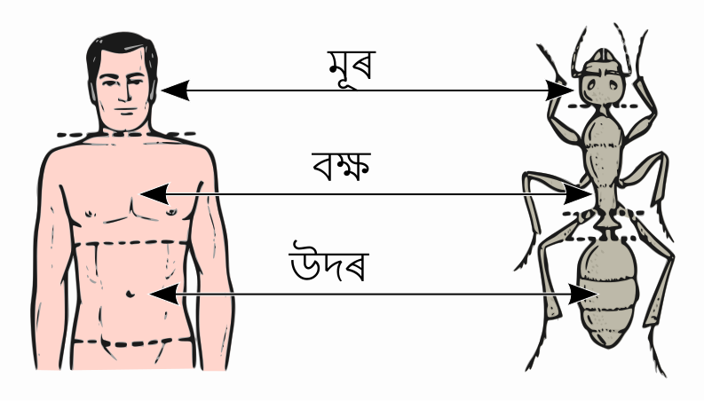 File:Abdomen-head-thorax as.svg