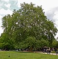 * Nomination an historic Platanus orientalis, the Buffon's plane tree planted here in 1785 --Jebulon 14:06, 5 June 2010 (UTC) * Decline I like the composition, but the clouds are overexposed ("burned highlights in large areas").Wsiegmund 20:06, 5 June 2010 (UTC)