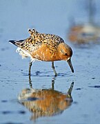 April 6: The shorebird Calidris canutus.