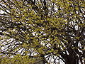 shrub, flowers