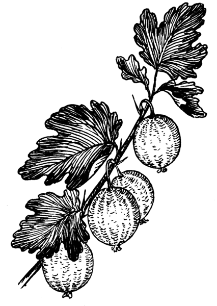 File:Gooseberry (PSF).png