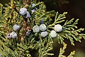 Juniperus maritima