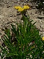 Lomatium brandegeei