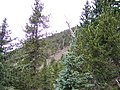 Trees, with Pinus aristata, Humphreys Peak, Arizona