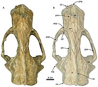 Titanotaria dorsal.jpg