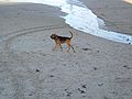 A bloodhound on a beach