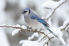 Üçüncü yer: A Blue Jay (Cyanocitta cristata) in Algonquin Provincial Park, Canada. Mdf (GFDL)