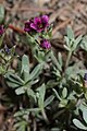 Douglasia nivalis