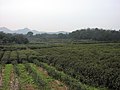 Fields of tea in Hangzhou suburban