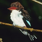 July 14: Chocolate-backed kingfisher (Halcyon badia).