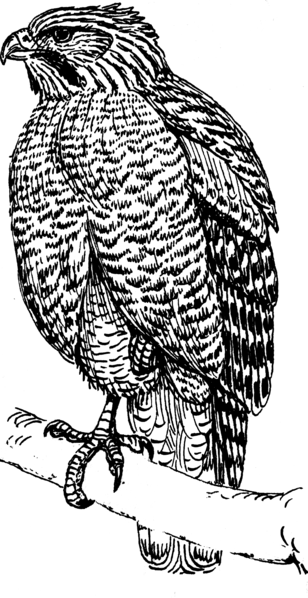 File:Hawk (PSF).png