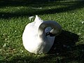 English: swan