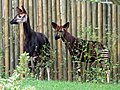 Okapi Paar