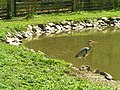 Ardea cinerea ZOO Žleby