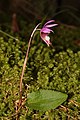 Calypso bulbosa