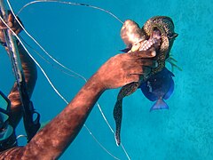 Crane Beach Catch.JPG