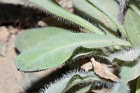 Hieracium albiflorum