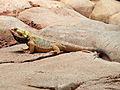 Deutsch: Streifenköpfige Bartagame (Pogona vitticeps) im Fossilium des Tierparks Bochum. English: Central bearded dragon (Pogona vitticeps) in the fossilium of the Tierpark Bochum, Germany.   This file was uploaded with Commonist.