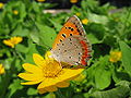 Lycaena phlaeas daimio