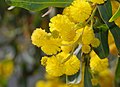 * Nomination Flowers of acacia (Acacia cf. cyanophilla) -- Alvesgaspar 12:17, 21 March 2008 (UTC) * Promotion The cropping is a little bit tight at the top, but otherwise a nice picture with a sunny spring atmosphere -- MJJR 21:27, 23 March 2008 (UTC)