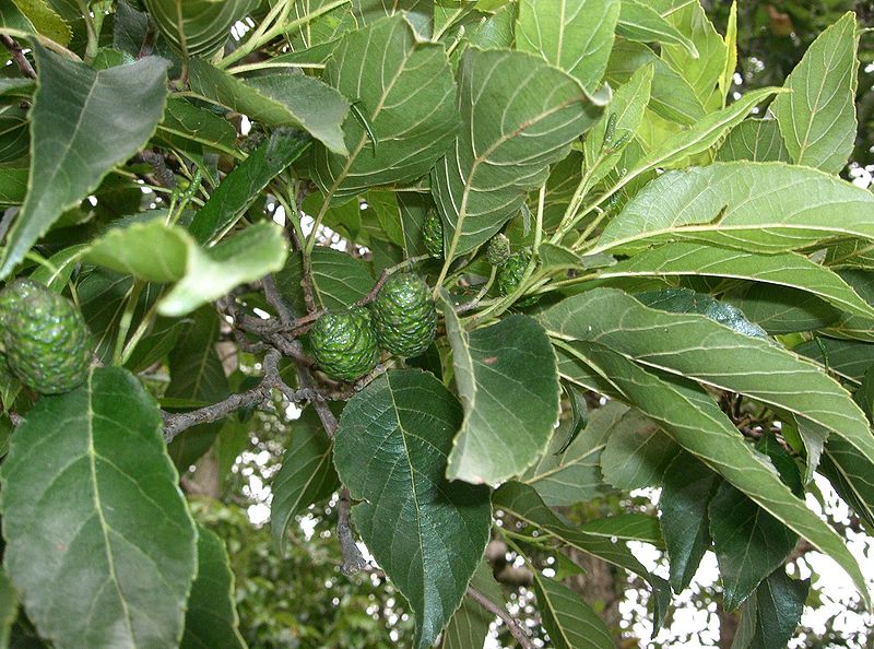 File:Alnus japonica2.jpg