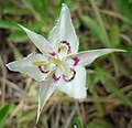 Calochortus lyallii in Icicle Canyon, Chelan County Washington