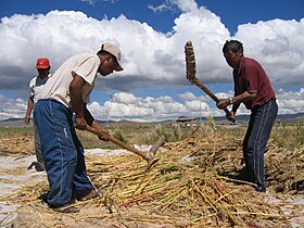 Farmers threshing quinoa (Chenopodium quinoa)