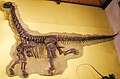 Mounted skeleton of Cathetosaurus