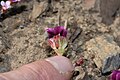 Douglasia nivalis