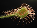 Thumbnail for File:Drosera rotundifolia leaf1.jpg