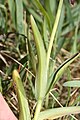 Fritillaria affinis