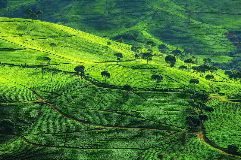 File:Perkebunan teh Cukul.jpg