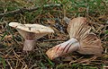 * Nomination Lactarius sanguifluus --Holleday 21:32, 25 December 2012 (UTC) * Promotion High quality. --Vassil 21:52, 25 December 2012 (UTC)